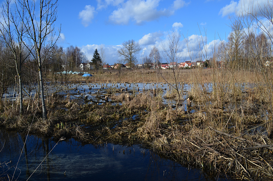 teren działania bobrów pod Wasilkowem