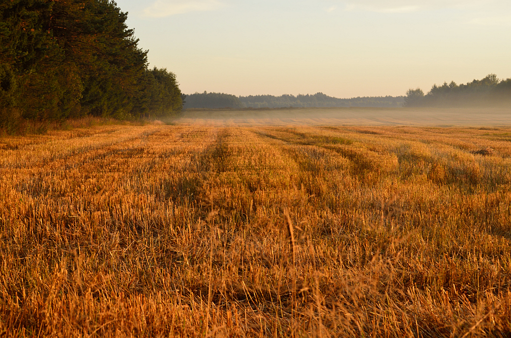 Świt za Wólką Przedmieście