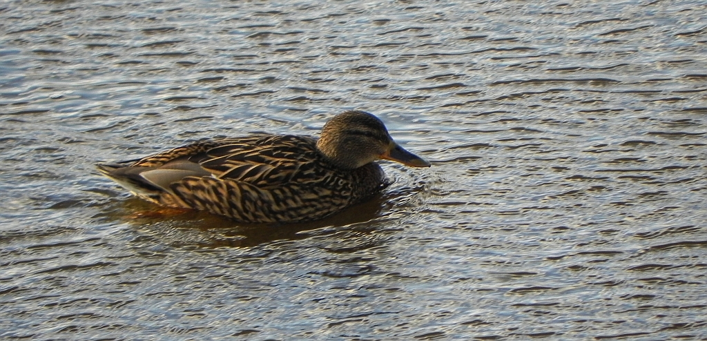 Krzyżówka, kaczka krzyżówka (Anas platyrhynchos)