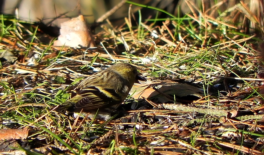Czyż (Carduelis spinus)