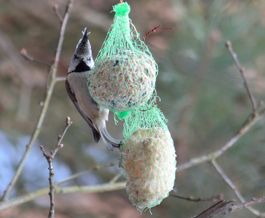 Czubatka europejska, czubatka, sikora czubatka, sikora czubata (Lophophanes cristatus)