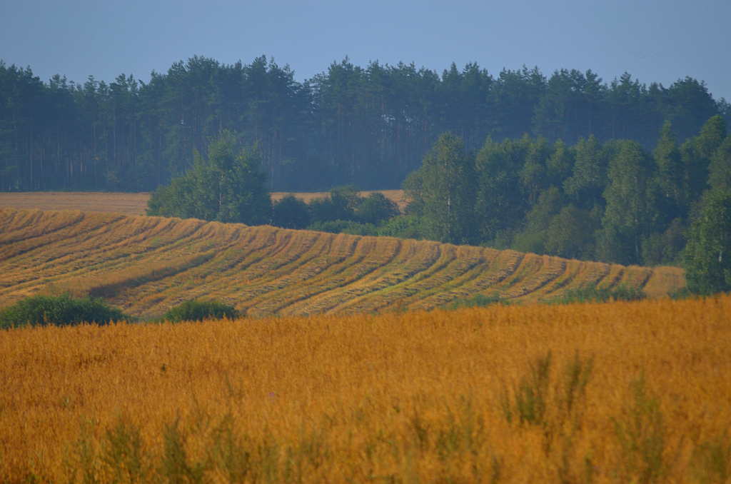 Pola przed Świętą Wodą