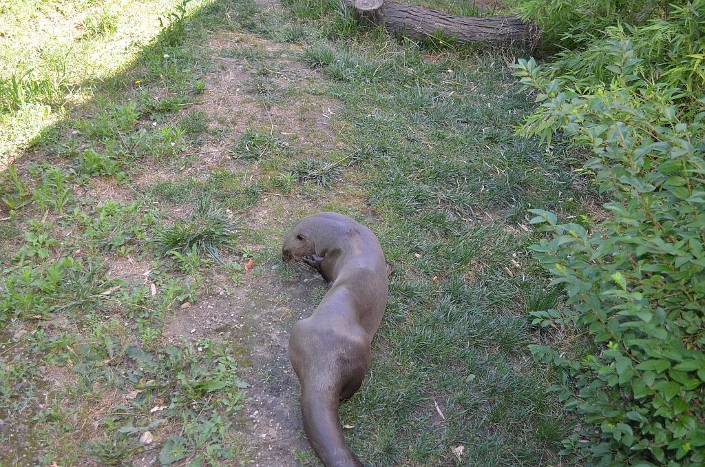 Wydra europejska, wydra (Lutra lutra)