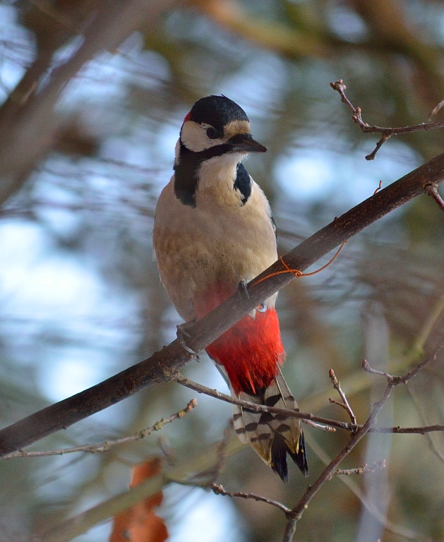 Dzięcioł duży (Dendrocopos major)