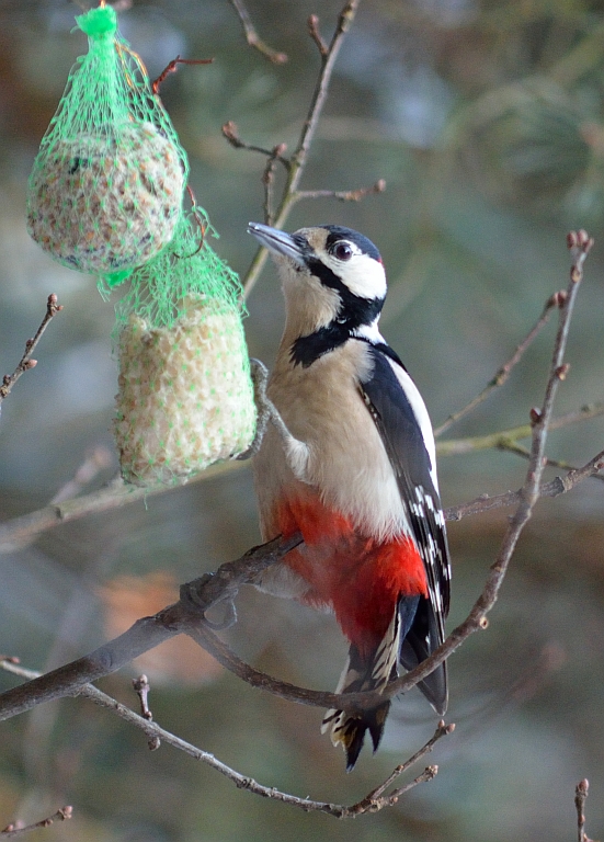 Dzięcioł duży (Dendrocopos major)