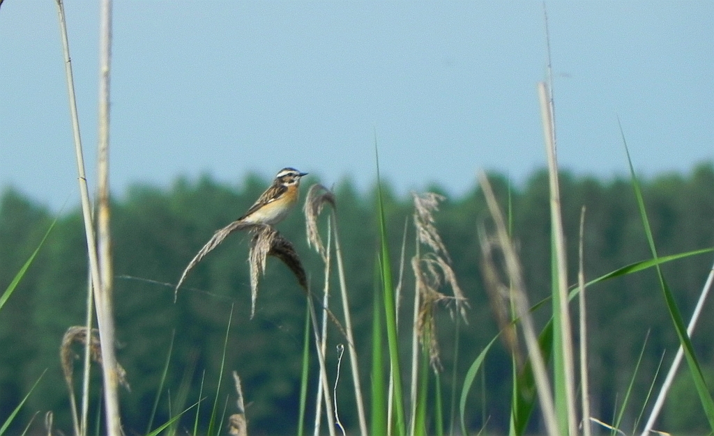 Pokląskwa (Saxicola rubetra)
