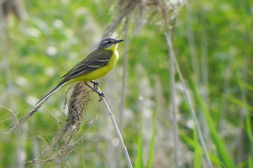 Pliszka żółta, wolarka (Motacilla flava)