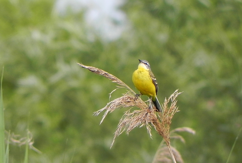 Pliszka żółta, wolarka (Motacilla flava)