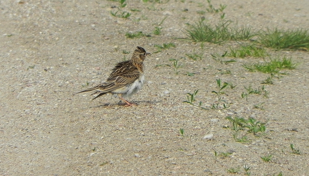 Skowronek zwyczajny, skowronek polny, skowronek, rolak (Alauda arvensis)