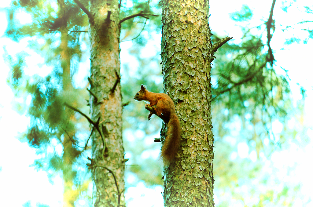 Wiewiórka pospolita, wiewiórka ruda (Sciurus vulgaris)