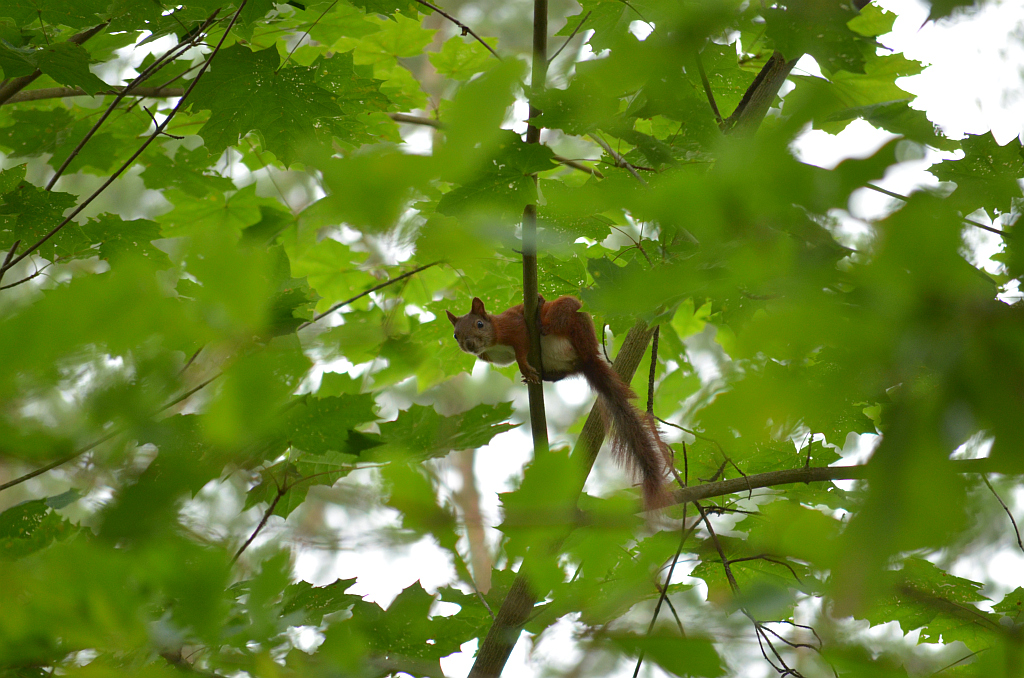 Wiewiórka pospolita (Sciurus vulgaris)
