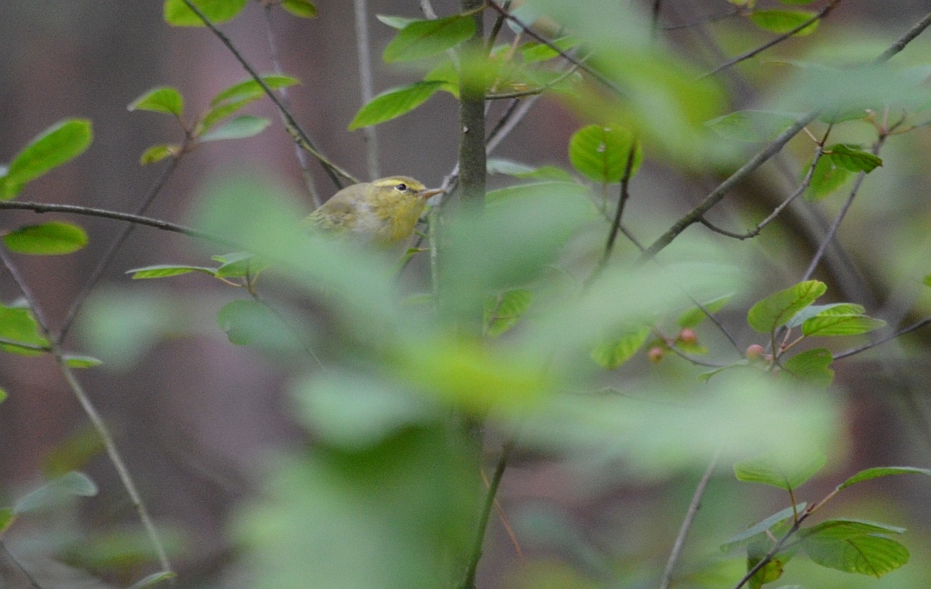 Świstunka leśna (Phylloscopus sibilatrix)