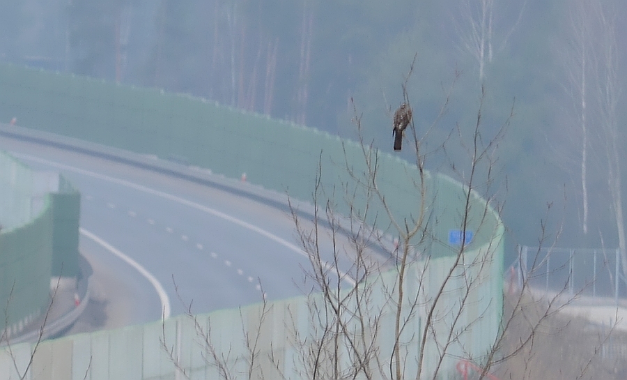 Krogulec zwyczajny, krogulec, jastrząb wróblarz (Accipiter nisus)