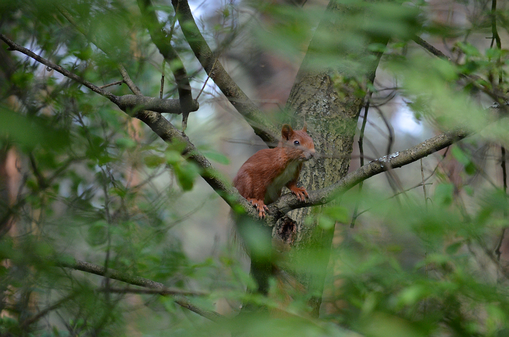 Wiewiórka pospolita, wiewiórka ruda (Sciurus vulgaris)