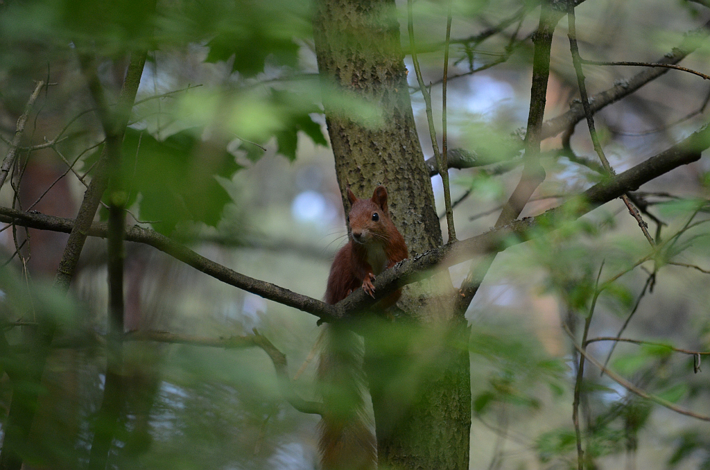 Wiewiórka pospolita, wiewiórka ruda (Sciurus vulgaris)