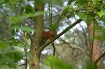 Wiewiórka pospolita, wiewiórka ruda (Sciurus vulgaris)