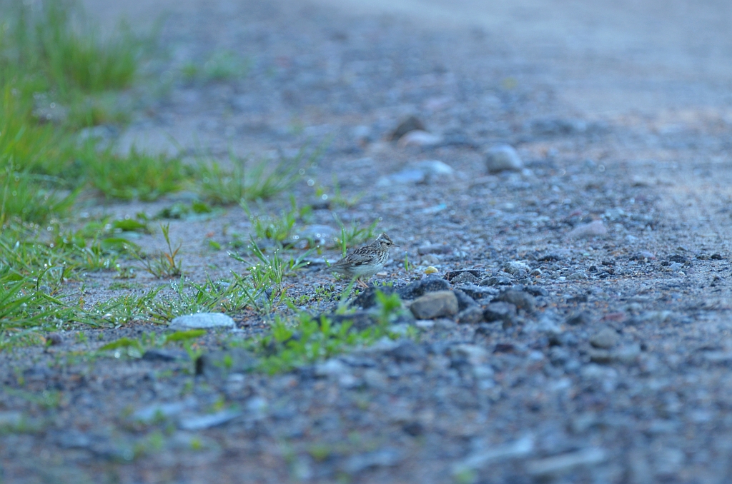 Skowronek zwyczajny, skowronek polny, skowronek, rolak (Alauda arvensis)