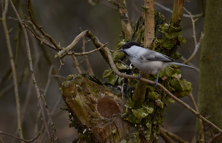 Sikora uboga (Parus palustrlis)