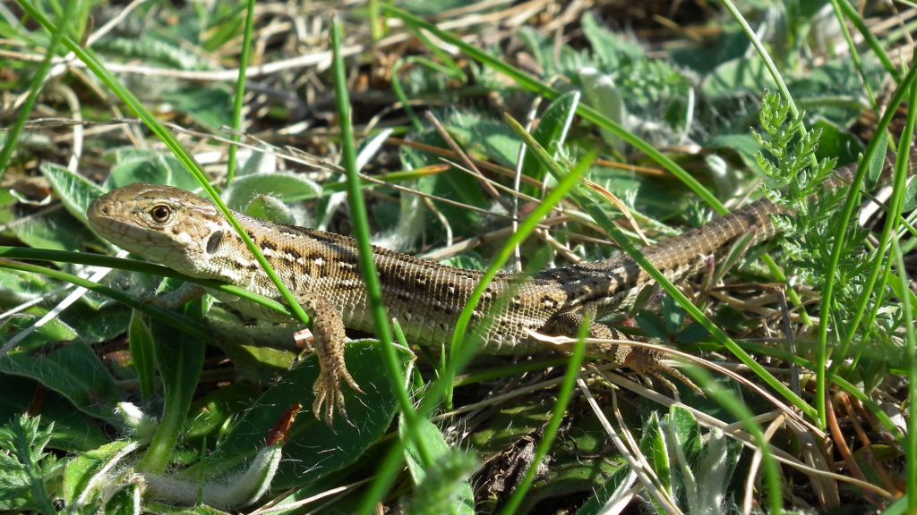 Jaszczurka zwinka (Lacerta agilis)