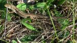 Jaszczurka zwinka (Lacerta agilis)