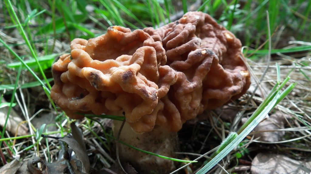 Piestrzenica kasztanowata, babie ucho, murchla, babie uszy (Gyromitra esculenta)