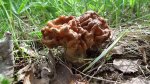 Piestrzenica kasztanowata, babie ucho, murchla, babie uszy (Gyromitra esculenta)