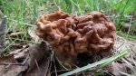 Piestrzenica kasztanowata, babie ucho, murchla, babie uszy (Gyromitra esculenta)