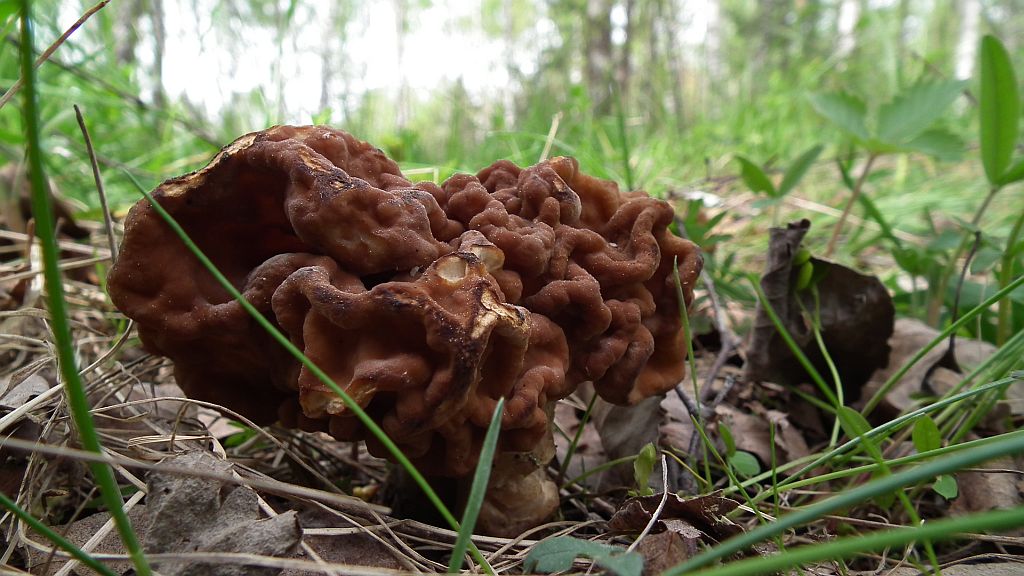 Piestrzenica kasztanowata, babie ucho, murchla, babie uszy (Gyromitra esculenta)