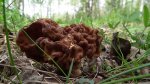 Piestrzenica kasztanowata, babie ucho, murchla, babie uszy (Gyromitra esculenta)