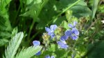 Przetacznik ożankowy (Veronica chamaedrys L.)