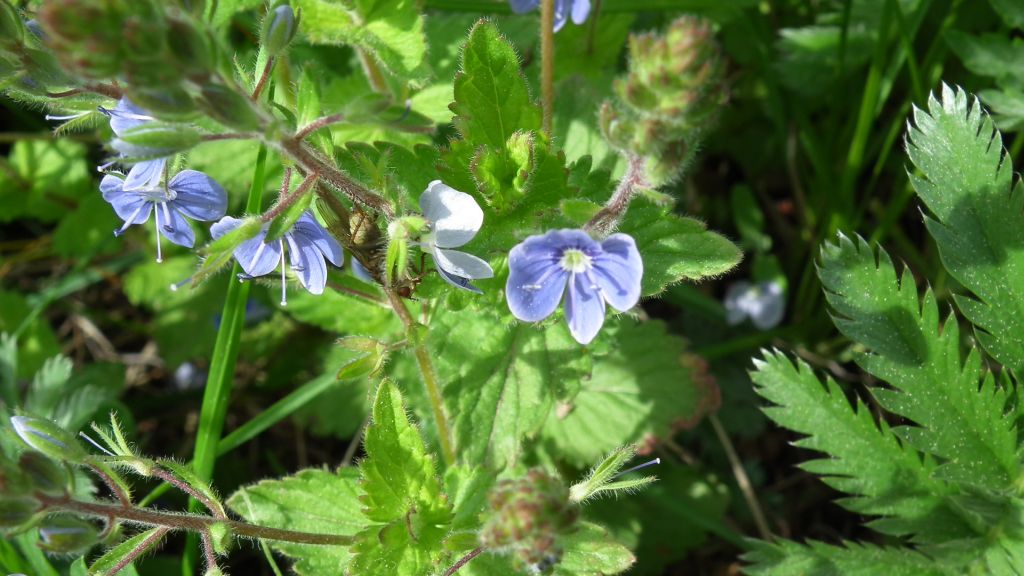 Przetacznik ożankowy (Veronica chamaedrys L.)