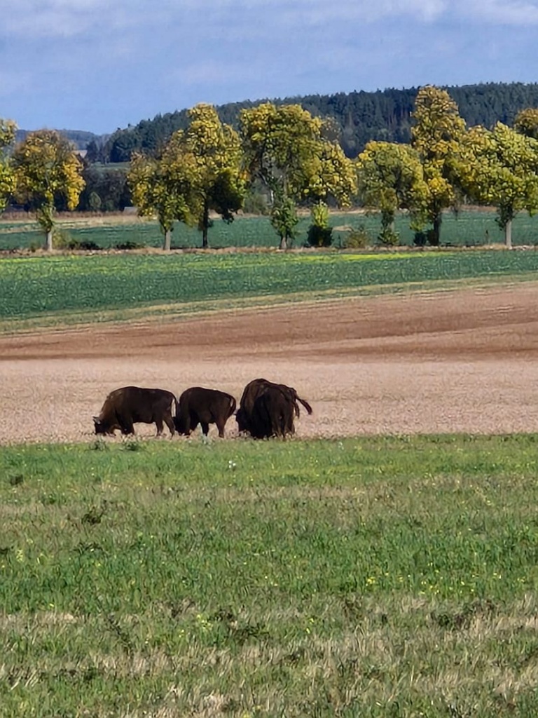 Żubr europejski, żubr (Bos bonasus)