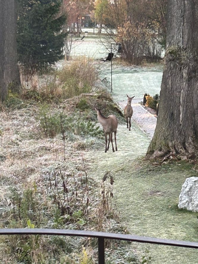 Jeleń europejski, jeleń (Cervus elaphus)
