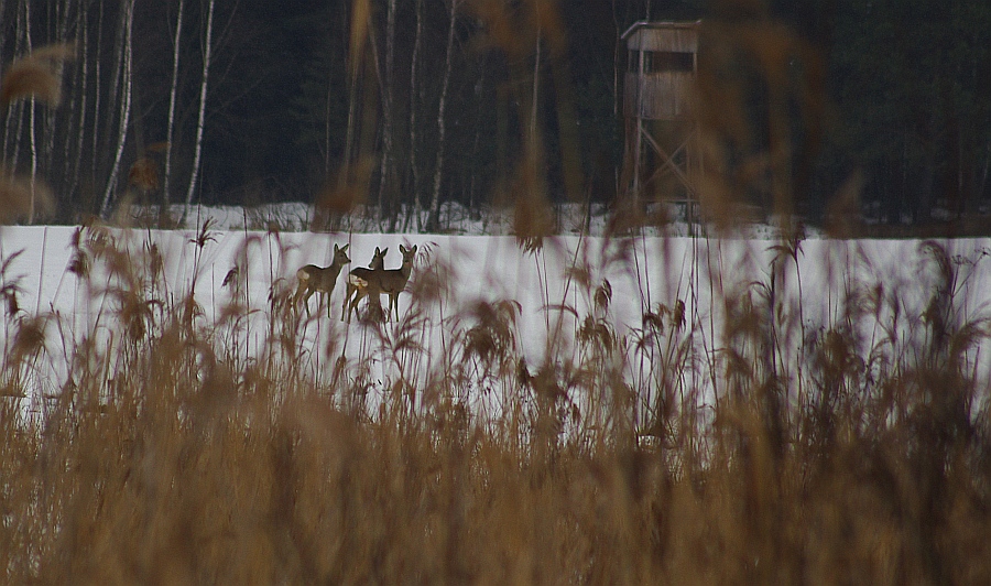 Sarna, sarna europejska (Capreolus capreolus)