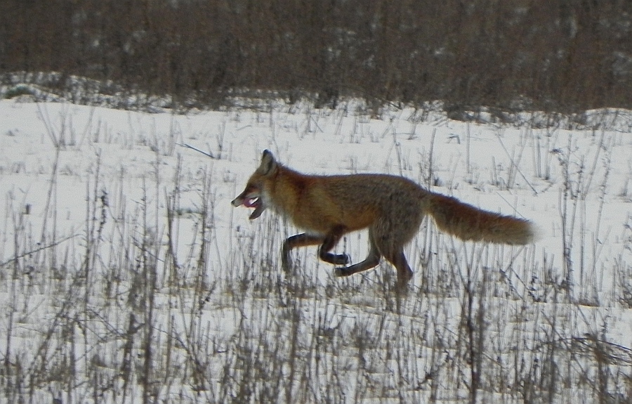 Lis, lis pospolity, lis rudy (Vulpes vulpes)