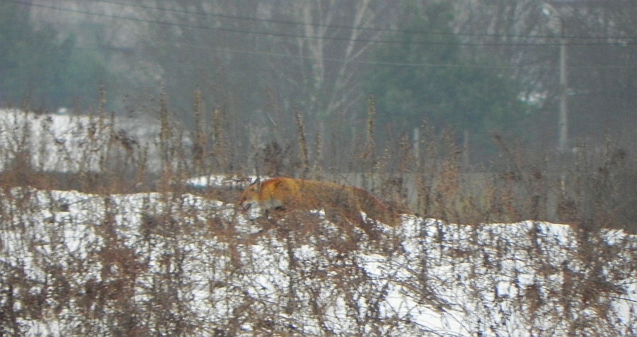 Lis, lis pospolity, lis rudy (Vulpes vulpes)
