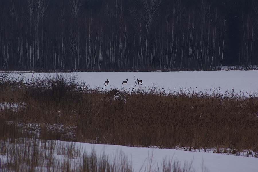 Sarna, sarna europejska (Capreolus capreolus) i żeremie