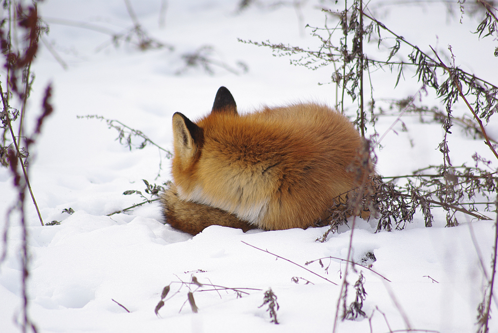 Lis, lis pospolity, lis rudy (Vulpes vulpes)