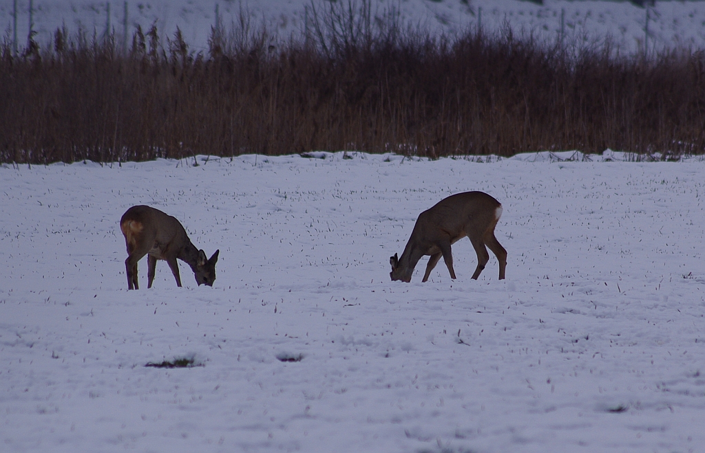 Sarna, sarna europejska (Capreolus capreolus)
