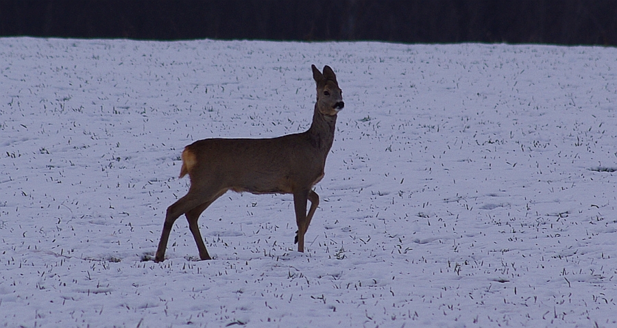 Sarna, sarna europejska (Capreolus capreolus)