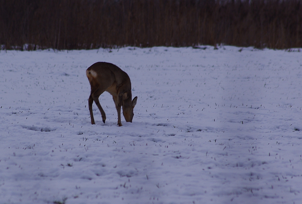 Sarna, sarna europejska (Capreolus capreolus)