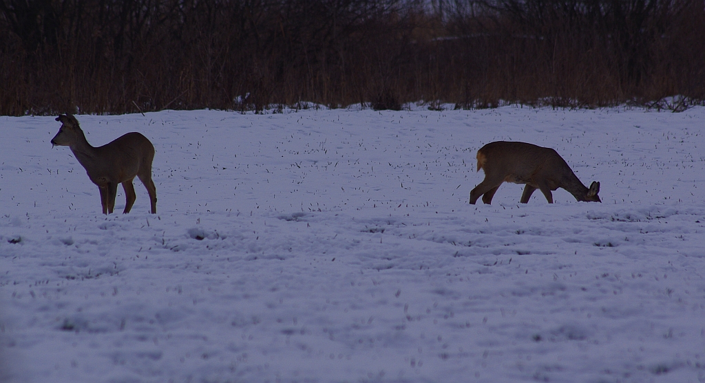 Sarna, sarna europejska (Capreolus capreolus)
