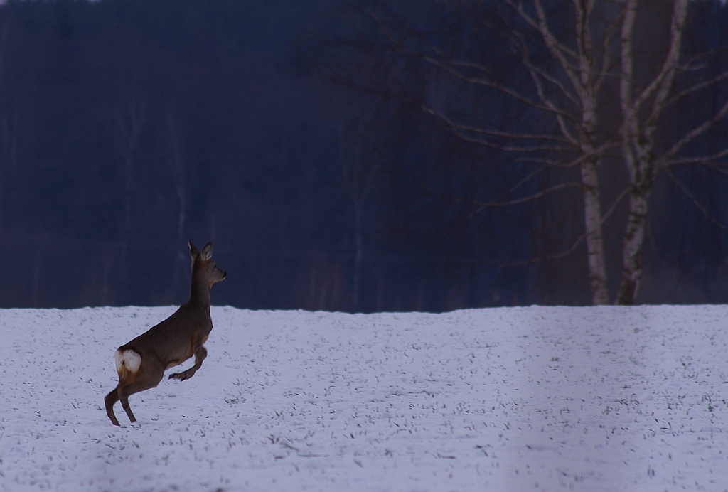 Sarna, sarna europejska (Capreolus capreolus)