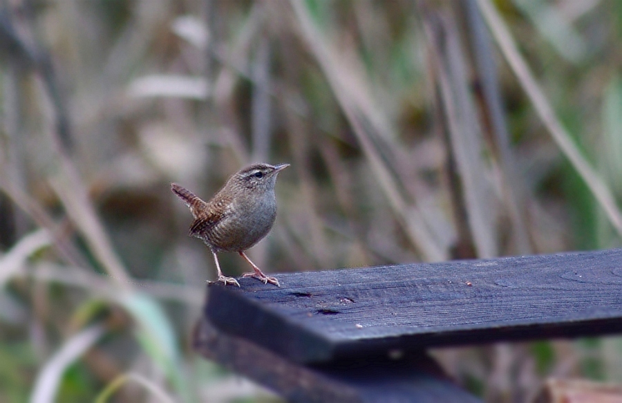 Strzyżyk zwyczajny, strzyżyk woleoczko, wole oczko (Troglodytes troglodytes)