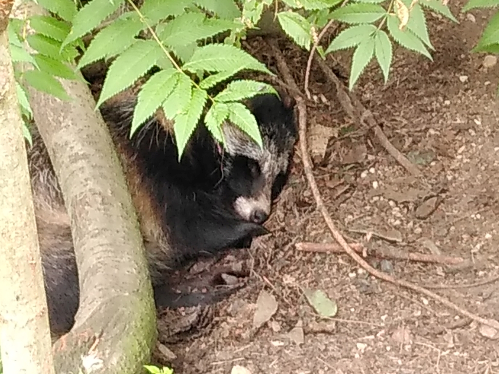 Jenot azjatycki, jenot, szop usuryjski, junat, tanuki, lis japoński, kunopies (Nyctereutes procyonoides)