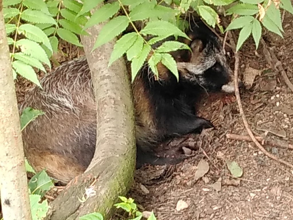 Jenot azjatycki, jenot, szop usuryjski, junat, tanuki, lis japoński, kunopies (Nyctereutes procyonoides)