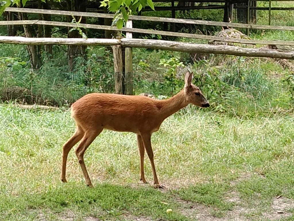 Sarna europejska (Capreolus capreolus)
