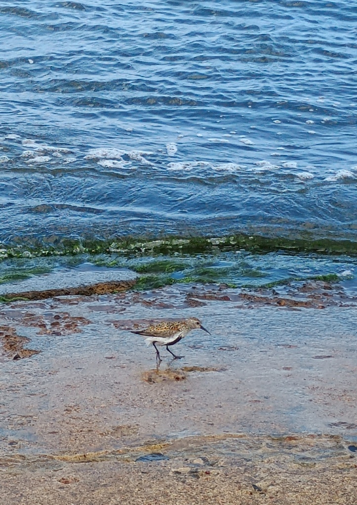 Biegus zmienny (Calidris alpina)