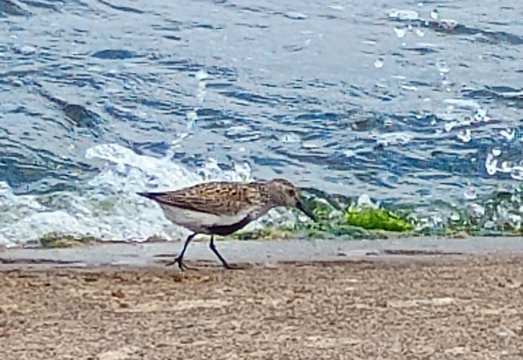 Biegus zmienny (Calidris alpina)