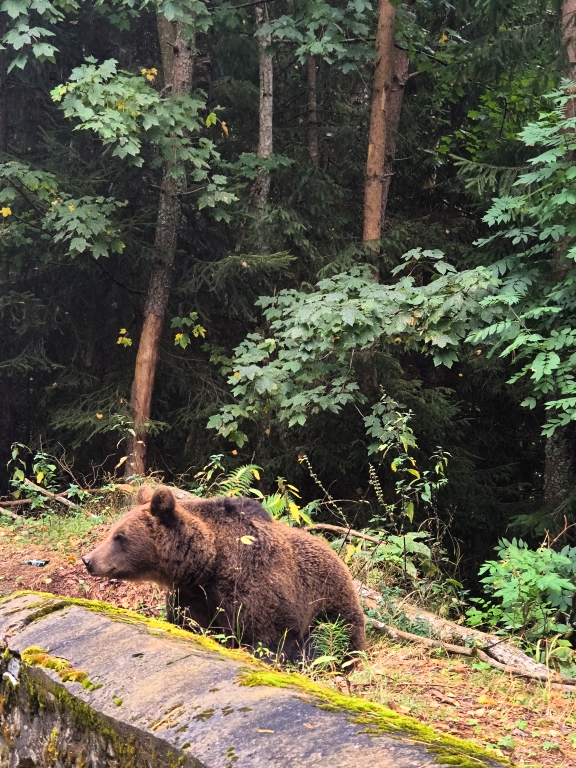 Niedźwiedź brunatny (Ursus arctos)